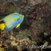 angelfish_queen_nfs_kw_h_0048_fla5931.jpg